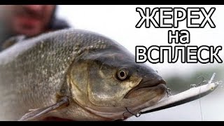 Как и чем ловят жереха