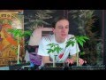 My Autoflowering Cannabis Plants at 5 Weeks ...