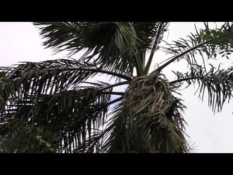 Roystonea dunlapiana Growing in it's native range.