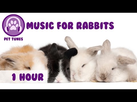 Music for Rabbits! Music to Relax Rabbits, Happy Bunny Music!