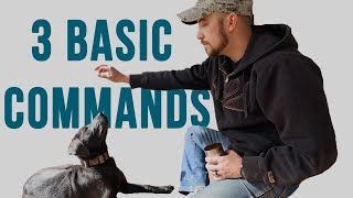 Basic Commands For Puppies