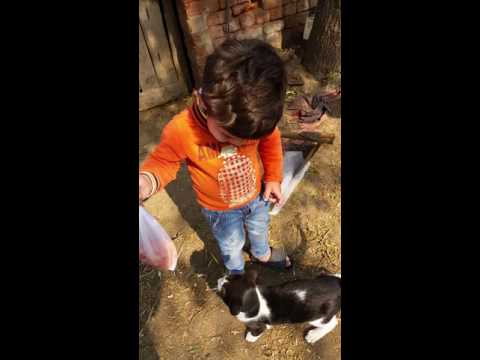 Muhammad Subhaan making fun with the cat 😻 on 15:01:2016