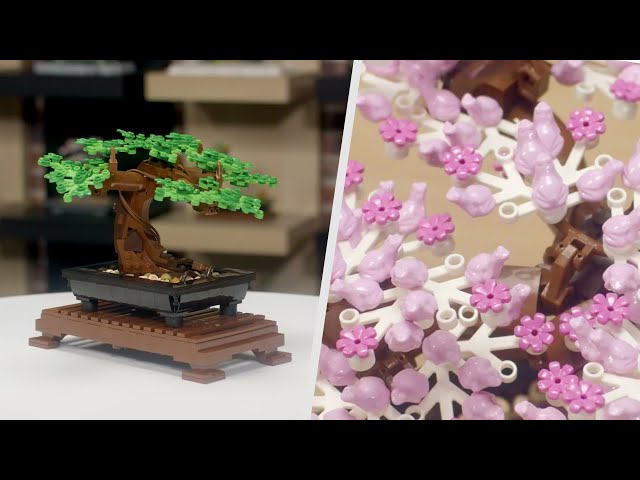 Vídeo relacionado con LEGO Botanicals Bonsai Tree - Faux Plant for Adults - Home Décor Set with Artificial Cherry Blossom Flowers - DIY Building Projects - Gift Idea for Women and Men - Botanical Collection - 10281