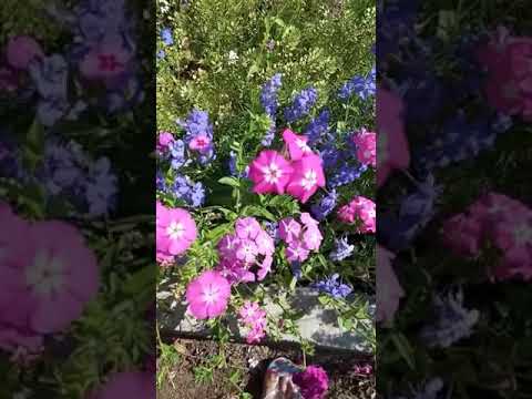 My friend garden flowers 🌸🌼🌻💮🏵🌹🥀🌺🐥🐦