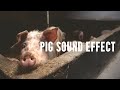 Pig Oink Snort Farm Sounds Effects To Download And Use