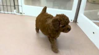 トイプードルの動画01