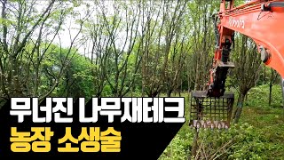 무너진 나무재테크 농장 소생술 | 나무대장