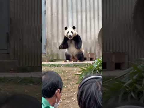 福寶與爺爺重逢 福寶再次看到爺爺來看它，心裡肯定有很多話想說吧～ #大熊貓福寶 #大熊貓福寶和爺爺 #萬物皆有靈性 #國寶不愧是國寶 #來這吸熊貓