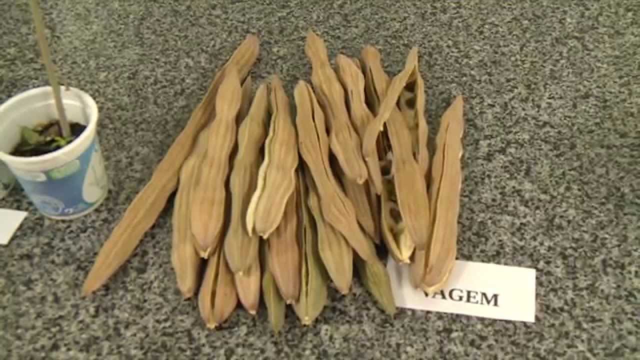 O uso da Moringa na purificação da água