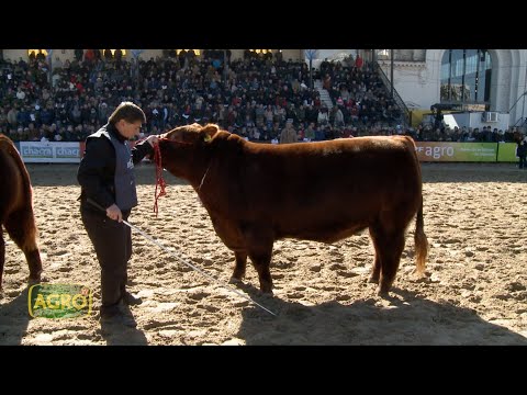 Carlos Ojea Rullán el hacedor de grandes campeones (#1096 2024-08-10)