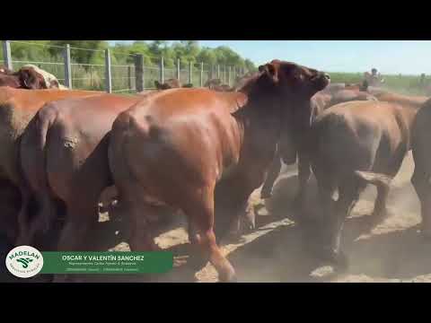LASARTA_121 MEJ de 490kg en CARLOS TEJEDOR, BUENOS AIRES 20-12-2025