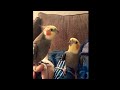 REHEARSAL TIME! Cockatiel Singing September 🔥🐦
