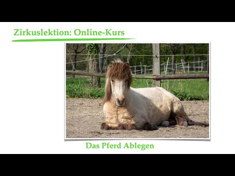 Zirkuslektionen Onlinekurs: Pferd ablegen in 8 Schritten
