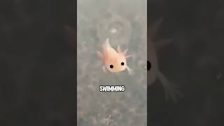 Download lagu Axolotl #animals #cuteanimal #pets mp3