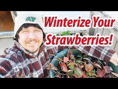 Strawberry Plant Revival Make More And More Strawberry Plants