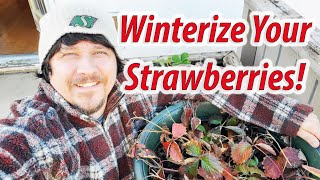 Strawberry Plant Winter Preparation! How To Protect Your Strawberries Over Winter (2020)