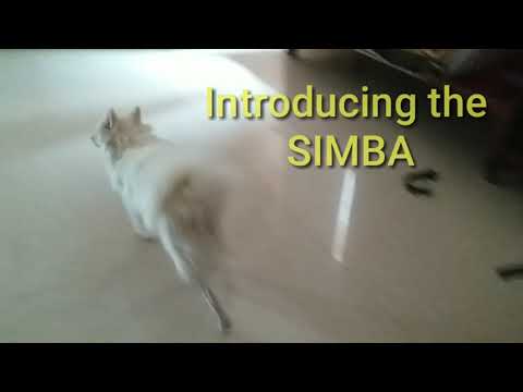 Introducing SIMBA 2021