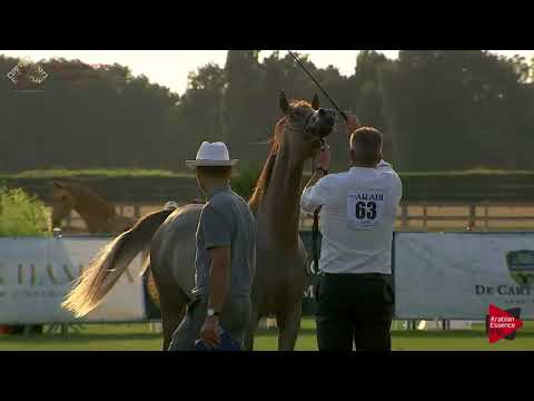 N.63 POSEIDON KA - Chantilly 2018 AHO Breeders' Championship - Yearling Colts (Class 6B)