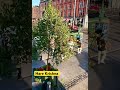 Hare Krishna Ytshort Dublin Ireland Isckon Bhajan Bhakti Hareramaharekrishna Shorts Music