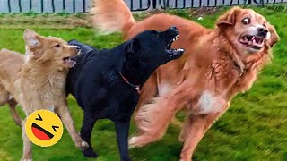 New Funny Animals 😅 Funniest Dogs And Cats Videos 2023🐶😺 #3