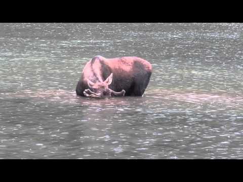 Moose in Fishercap Lake