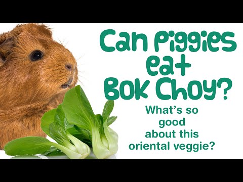YouTube video about: Can guinea pigs have bok choy?