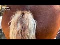 Riding Tour Horse Fart Nr 4