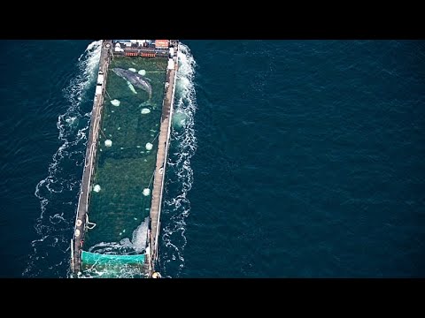Video Thumbnail: In Deutschland gestrandeter Buckelwal kehrt in die Nordsee zurück