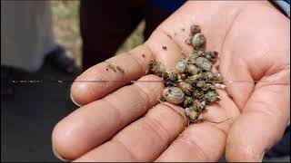 زيارات العياده النباتية