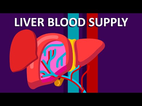 Liver: The Master Filter