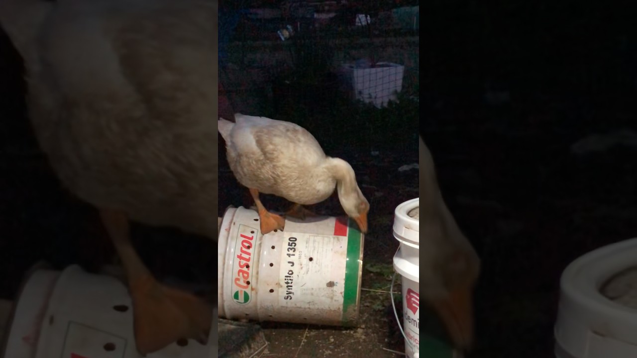 Goose so cute pet #nostalgia #music #duck #gachua #funny #miradacanina #mypetdn #goose #cute #birds