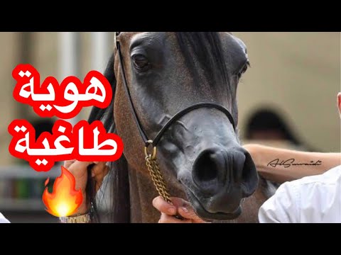 رازي الخالديه الحصان العربي Razi al khalediah