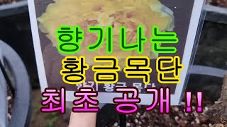 (예푸른) 향기나는 황금색 목단 최초 공개