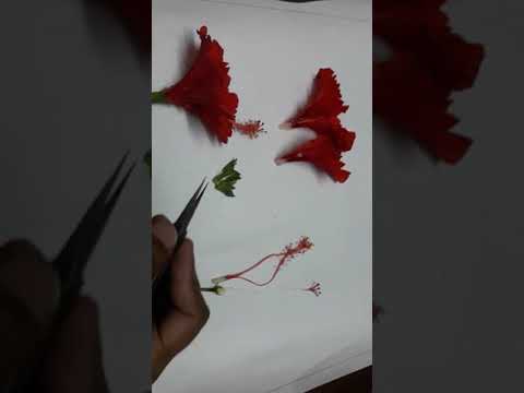 Hibiscus flowers with Sepal,Petal,Stamen and Carpel