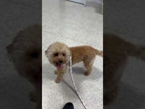 経営学科 動物病院で走り回るトイプードル14ヶ月 #toypoodle　#トイプードル