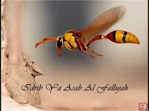 Nasheed 55: Idrib Ya Asab Al Fallujah