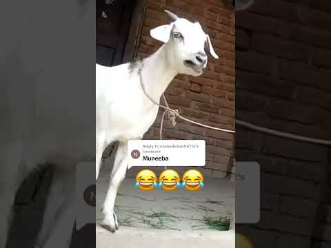 Funny Goat 😂😂||Mention Muneeba || #muneeba #funnyclips #funnyvideo #entertainment #viral #viralvideo