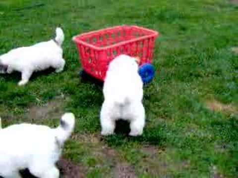 Great Pyrenees Puppies at Play -  4 weeks old