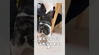 【フレブル】背筋ピン！ #vlog #frenchie #shorts #犬好きさんと繋がりたい #犬のいる暮らし　　　　　　　　　Straighten up your back!