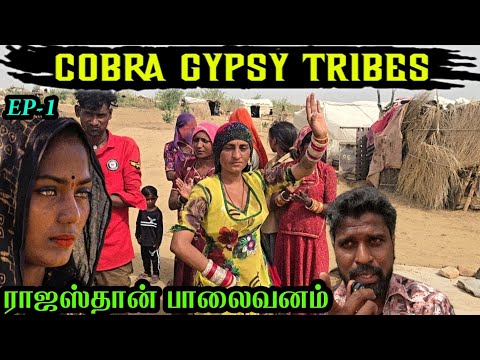 பாலைவனத்தில் வறுமைக்காக பழங்குடியின மக்கள் செய்யும் தொழில்|kalbeliya tribe|gypsy people|rajasthan