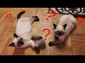 CAT Fight Vs MOUSE
