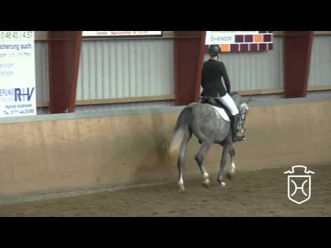 02 Holsteiner Stute von Cachas   Cassini I   Ronald   Silvester