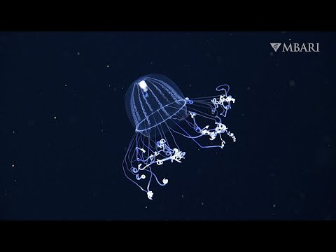 The silky jelly is an escape artist in the deep sea