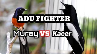 Download lagu BERADU fighter MURAY vs KACER!! durasi pendek... mp3 Download lagu BERADU fighter MURAY vs KACER!! durasi pendek... mp3