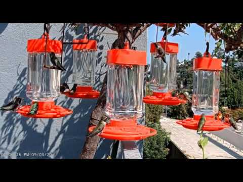 California - Hummingbirds on a swing: Anna's, Allen's and Rufous hummingbirds. 3.9.20