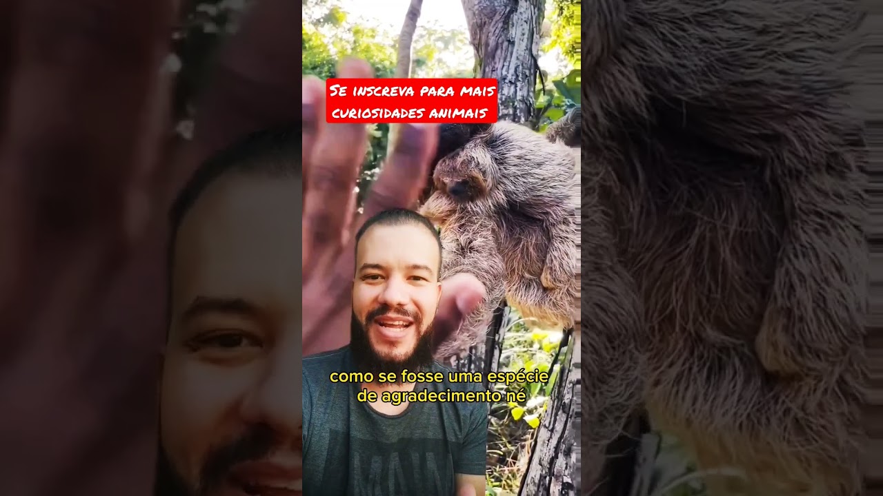 Mãe bicho-preguiça agradece salvador do seu filhote? 🤔 #curiosidadesanimais