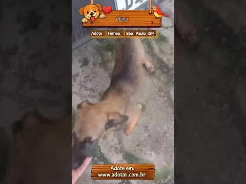 Vídeo de Maya