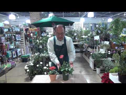 ガーベラの植え方は？雄大な花を育てるために知っておくべきことすべて  庭園