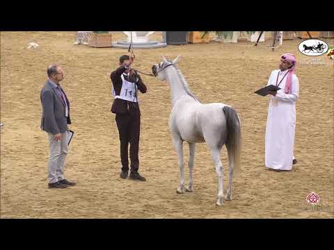 N 114 GOOT AL SHAQAB   1st Qatar Arabian Horse Show Local Bred