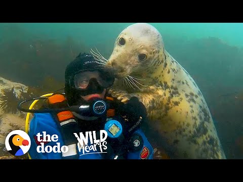 Diver's Been Playing With Wild Seals For 20 Years | The Dodo Wild Hearts